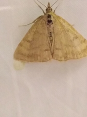Psammotis pulveralis