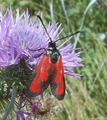 Zygaena erythrus