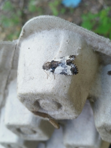 Cerma cerintha