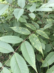 Pseudomicrostroma juglandis
