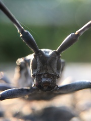 Anoplophora chinensis