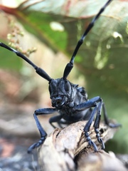Anoplophora chinensis