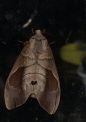Paralebeda plagifera