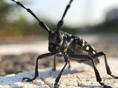 Anoplophora chinensis