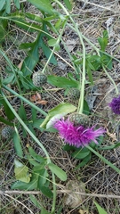 Centaurea scabiosa