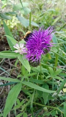 Centaurea scabiosa