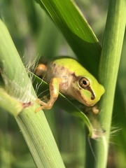 Hyla japonica