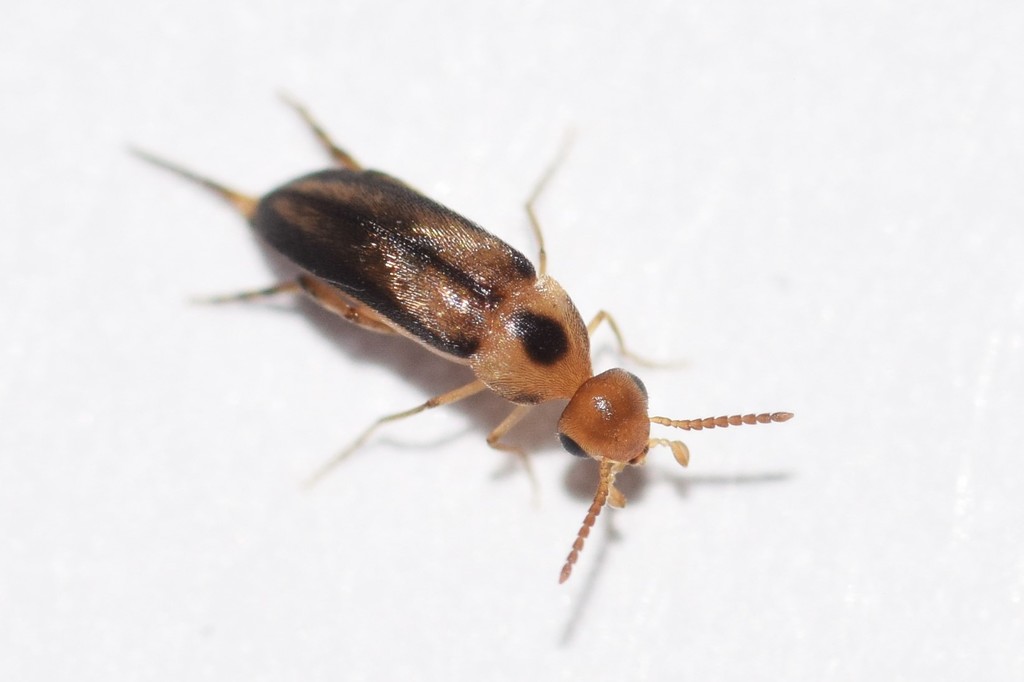 Mordellistena limbalis