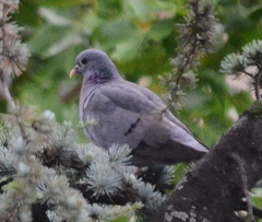 Columba oenas