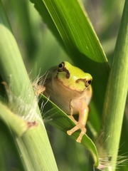 Hyla japonica
