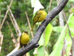 Orthogonys chloricterus