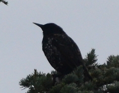 Sturnus vulgaris
