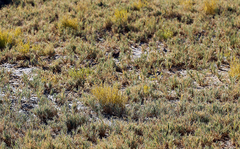 Nitrophila occidentalis