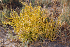 Nitrophila occidentalis