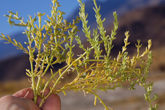 Nitrophila occidentalis