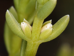 Nitrophila occidentalis