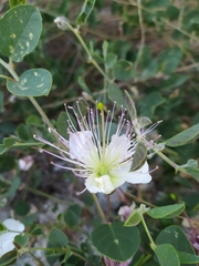 Capparis