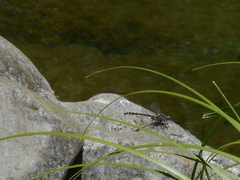 Phanogomphus kurilis