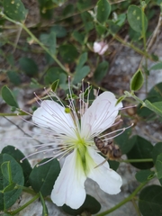 Capparis