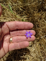 Brodiaea filifolia