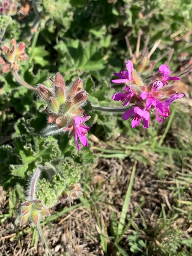 Rose scented geranium (Pelargonium capitatum)