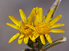 Pyrrocoma racemosa sessiliflora