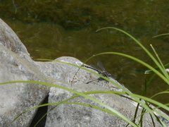 Phanogomphus kurilis