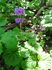 Primula jesoana