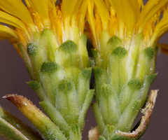 Pyrrocoma racemosa sessiliflora
