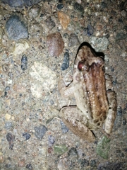Leptodactylus wagneri