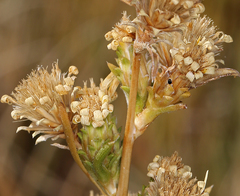 Pyrrocoma racemosa sessiliflora