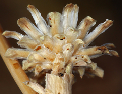 Pyrrocoma racemosa sessiliflora