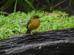 Orthogonys chloricterus