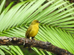 Orthogonys chloricterus