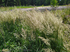 Calamagrostis epigejos