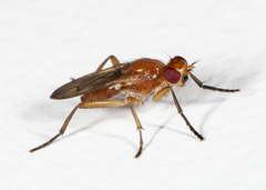 Sciomyza aristalis