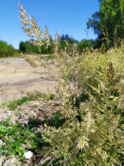 Calamagrostis epigejos