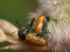 Labidostomis humeralis