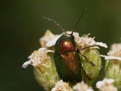 Cryptocephalus aureolus