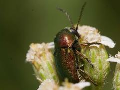 Cryptocephalus aureolus