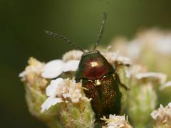 Cryptocephalus aureolus