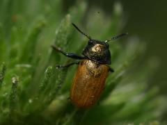 Labidostomis longimana