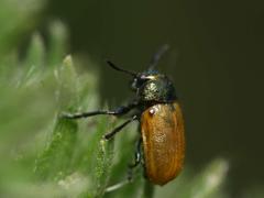 Labidostomis longimana