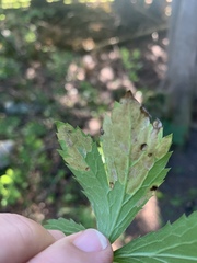 Phytomyza saniculae