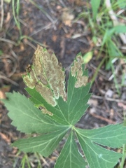 Phytomyza saniculae