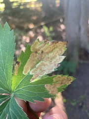 Phytomyza saniculae