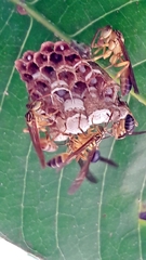 Mischocyttarus cerberus