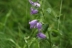 Campanula latifolia