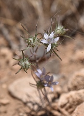 Eriastrum eremicum eremicum