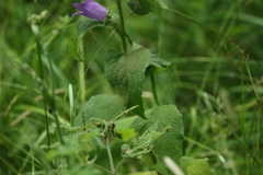 Campanula latifolia